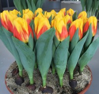 Grote tulpen